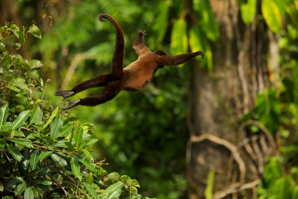 Photo of female woolly leaping through the trees. Photo was taken by Tim Laman from the canopy walkway at TBS. To read about how Tim took this picture follow this link https://www.worldwildlife.org/magazine/issues/summer-2015/articles/monkey-swinging-through-the-rain-forest